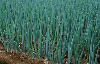 種植品質(zhì)好大蔥什么時間收獲好？