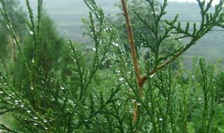 柏樹的種類有哪些？柏樹的種類介紹