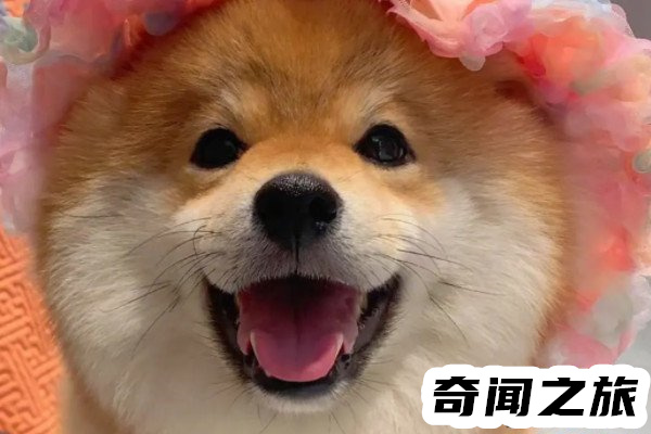 女生叫男生<a href=/internet/c4b621b0c73d3e633e2ebdd98e8163fc.html target=_blank class=infotextkey>修勾</a>是什么意思(一種很親密的關系)