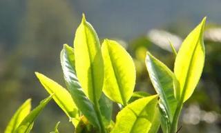 茶葉子是什么 茶葉子是什么意思