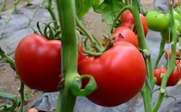 西紅柿紅透了但很硬，一般是什么原因？