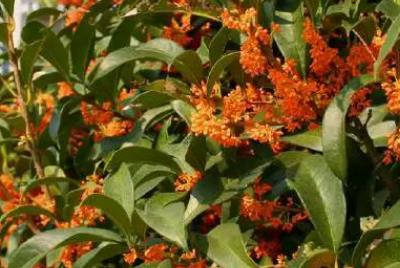 描寫丹桂開花樣子的句子 丹桂開花樣子圖片