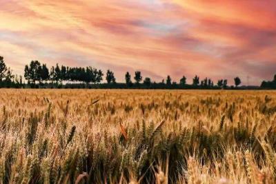 形容風(fēng)吹麥浪的優(yōu)美句子