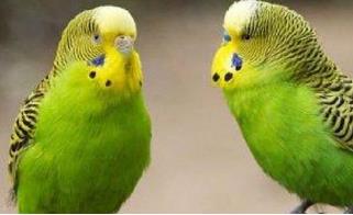 虎皮鸚鵡會說話嗎？虎皮鸚鵡會不會說話？