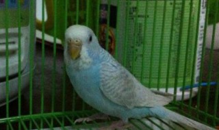 家養(yǎng)小鸚鵡吃什么食物 家養(yǎng)小鸚鵡吃哪些食物