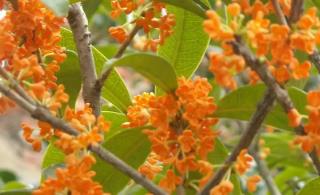 丹桂花什么時候開花  丹桂花開花時間及花期多久