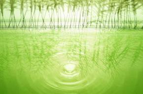 清新淡雅的反義詞  淡雅的反義詞和近義詞