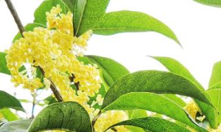 丹桂花的花語是什么  丹桂花的寓意是什么