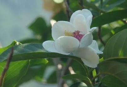 遼寧省花是什么花  遼寧省的省花是什么花(天女花)