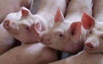 送給養(yǎng)豬人的經(jīng)典祝福語 祝福養(yǎng)豬人的話