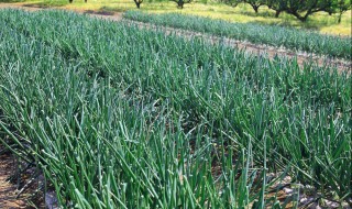 大蔥的最佳收獲時間什么時候 現(xiàn)在你知道了嗎