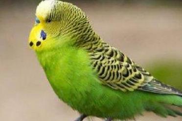 虎皮鸚鵡會說話嗎？虎皮鸚鵡說話教學方法介紹
