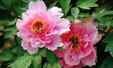 中國的國花到底是什么花（牡丹花）