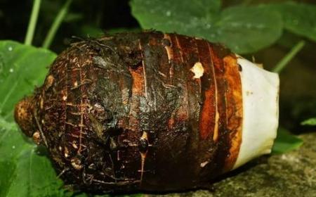 為什么芋頭蒸出來是粘的?芋頭蒸熟了為什么很粘?