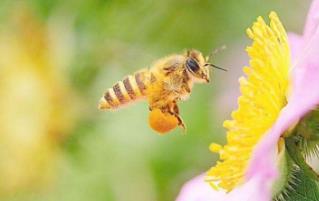 描寫蜜蜂采蜜的優美句子  形容蜜蜂采蜜的優美句子