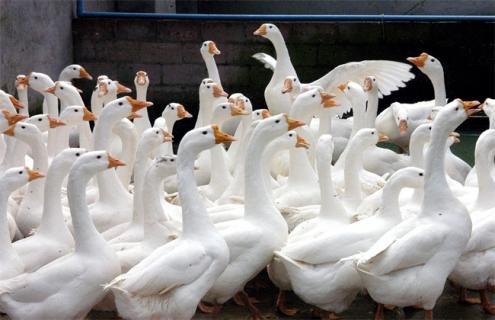 養500只鵝需要投資多少（養500只鵝需多少投資）