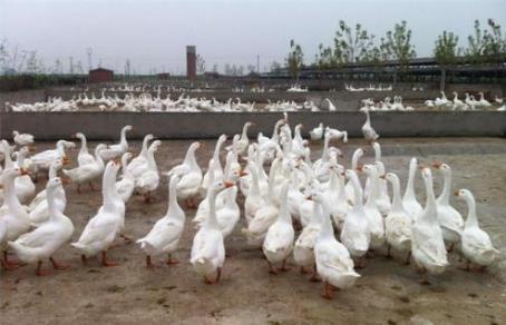 養500只鵝有多少利潤  養500只鵝的利潤是多少