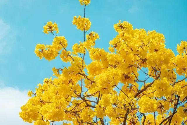 廣州風(fēng)鈴花開(kāi)啦!15天花期，一起去賞花吧