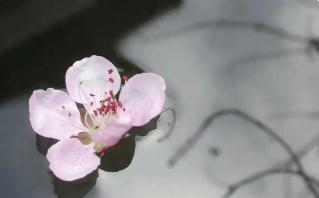 萍水相逢是形容男女朋友嗎(萍水相逢是什么意思)