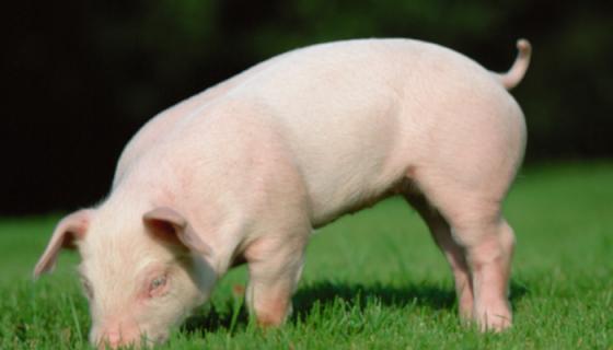 豬為什么剪尾巴 豬剪尾巴的原因