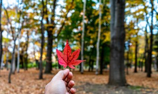 紅杏出墻是什么意思  紅杏出墻一詞的由來