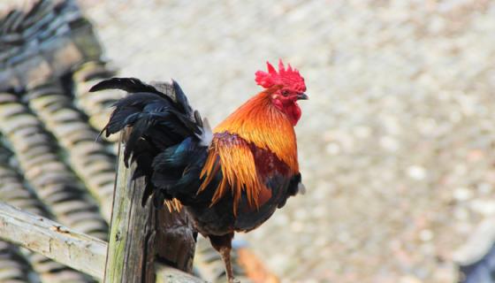 養雞技術與雞病的防治 養雞技術和雞病的防治