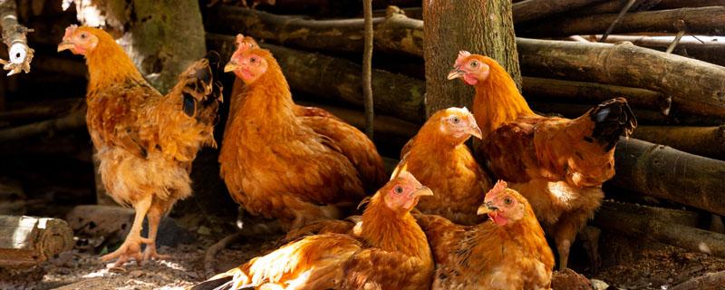 雞是怎么孵出來的 雞是怎么孵出來的呢