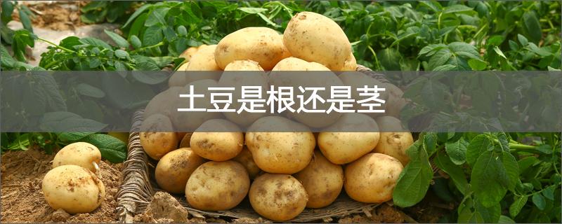 土豆是根還是莖 土豆是莖嗎