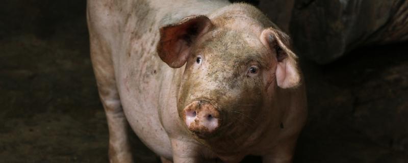 豬為什么那么胖 豬那么胖的原因