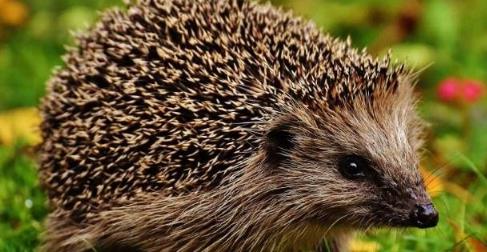 刺猬吃什么食物 刺猬吃什么食物為生
