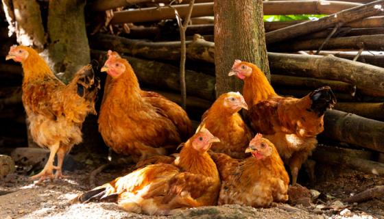 雞是屬于什么動(dòng)物 家禽雞屬于什么動(dòng)物