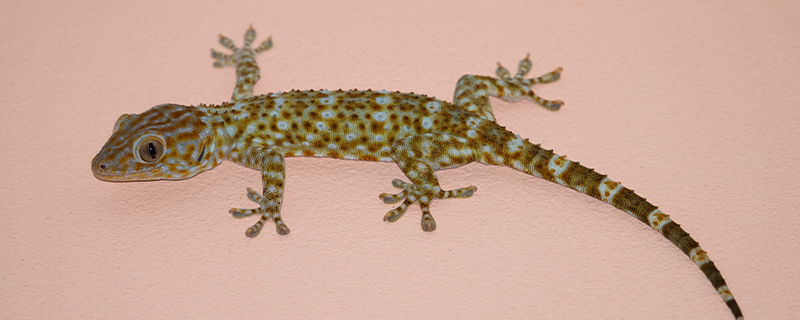 小壁虎的尾巴有什么用處