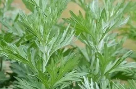 艾草的來歷和故事