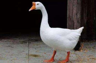 大鵝怎么分公母，圖解告訴你