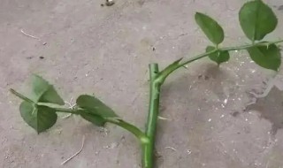 金錢樹怎么扦插 金錢樹扦插的方法