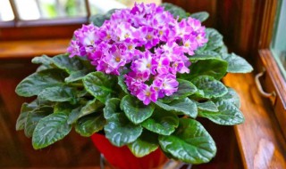 盆栽紫羅蘭怎么養(yǎng)方法步驟 盆栽紫羅蘭如何養(yǎng)方法步驟