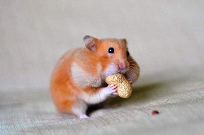 倉(cāng)鼠最反感的5大行為(綜述倉(cāng)鼠厭惡的五大行為)