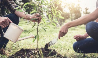 大阪松裸根栽種要注意什么（地栽大阪松移栽）
