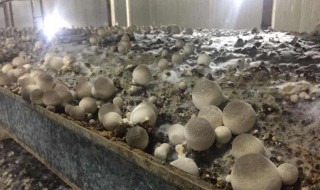 草菇應(yīng)該如何種植 種植草菇的方法