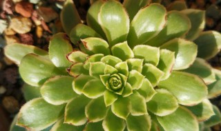 翡翠球多肉怎么樣養 翡翠球多肉怎么養