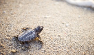 巴西龜水腫要怎么養(yǎng) 巴西龜水腫怎么辦?