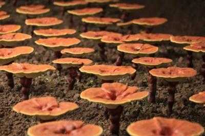 靈芝怎么種植 靈芝種植技術(shù)