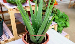 蘆薈的種類 蘆薈的種類有哪些