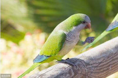 和尚鸚鵡什么顏色最貴