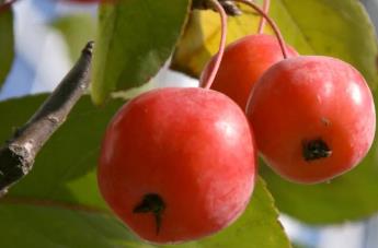 海棠果為什么沒人吃