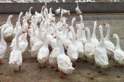 大鵝怎么分公母，圖解告訴你