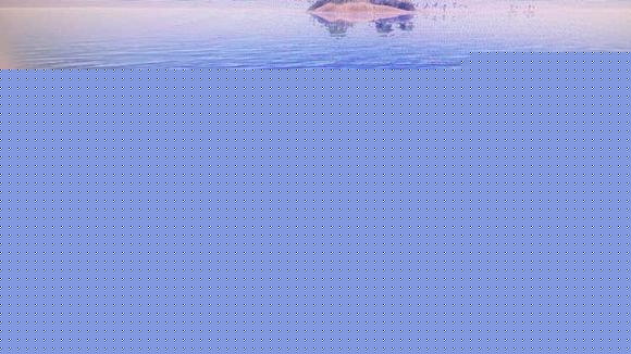 《方舟：生存進化》蛇頸龍屬性與馴化方法 方舟生存進化蛇頸龍怎么抓