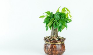 關于盆栽搖錢樹怎么養 關于盆栽搖錢樹如何養