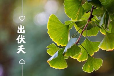 出伏是什么季節2023？出伏要注意什么？