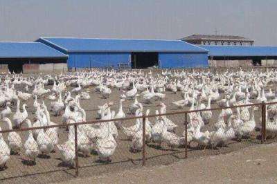 大鵝怎么分公母，圖解告訴你